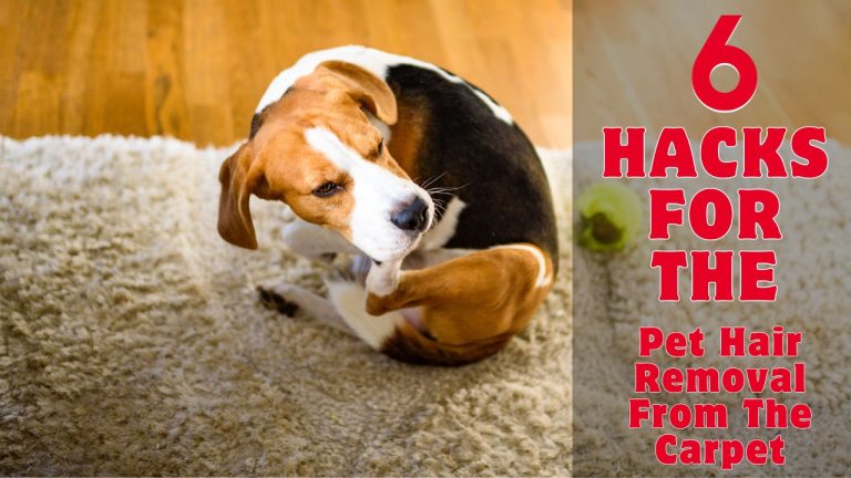 6 Hacks For The Pet Hair Removal From The Carpet